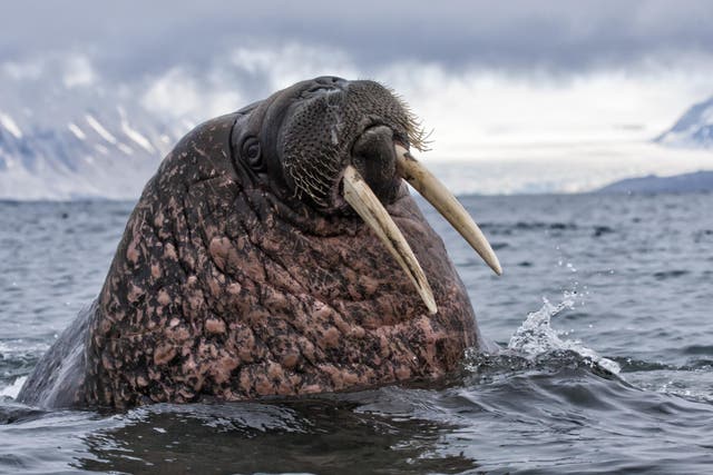 The walrus is thought to have been a female attempting to defend her cubs