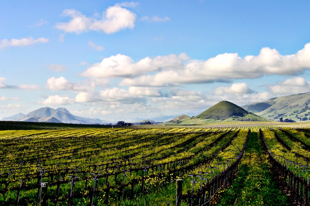 Sip wines in Edna Valley (Getty/iStock)