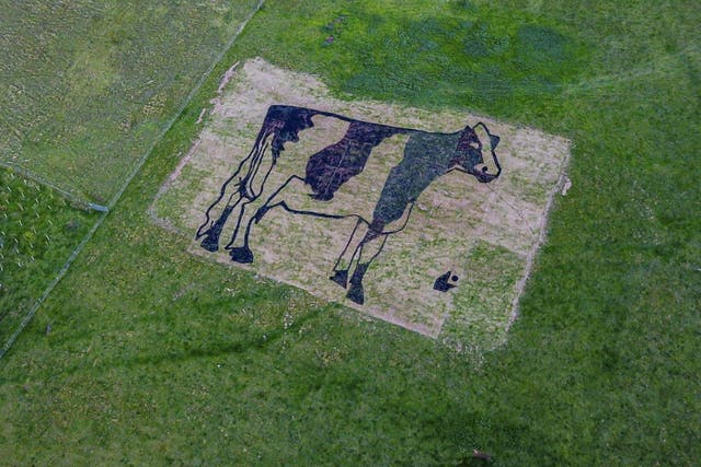 Twelve artists worked on the giant cow made of cow manure near Bristol