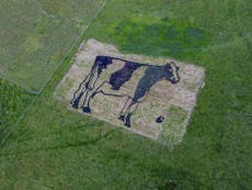 Artists create giant cow out of manure in countryside