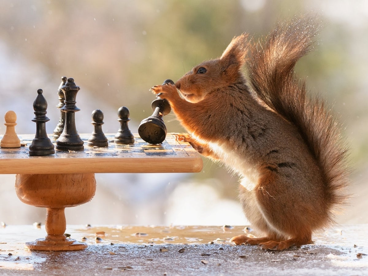SQUIRREL-CHESs-4.jpg