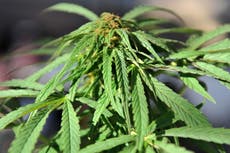 Australian capital legalises cannabis for recreational use
