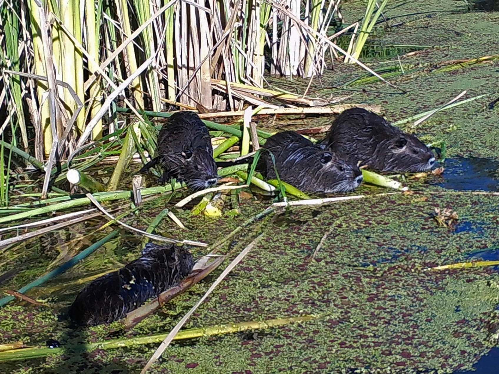 A remote camera image shows nutria in Merced County, California, in 2018