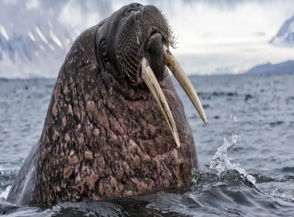 A walrus defending her cubs sank a Russian Navy boat in the Arctic ...