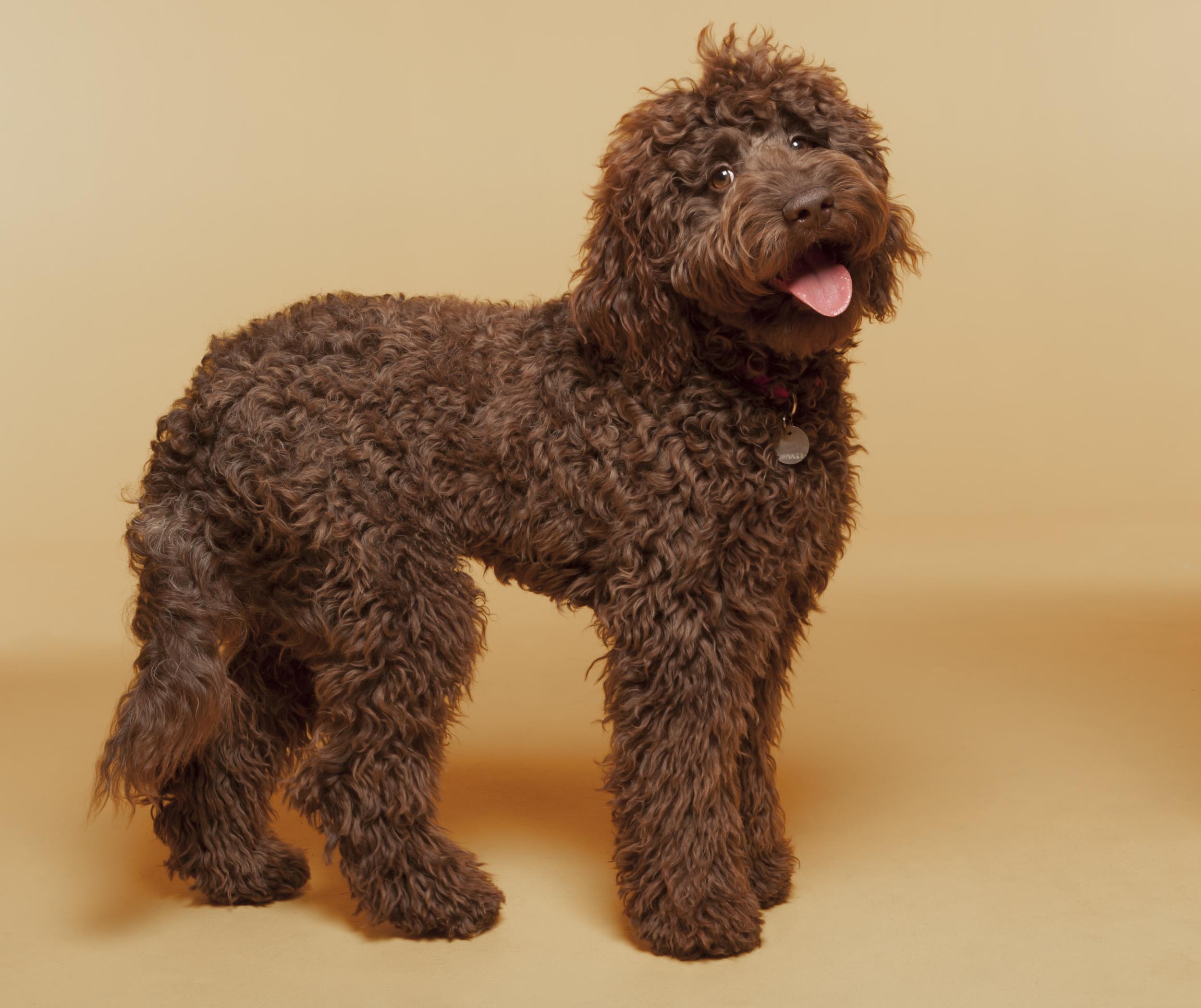 Man who created labradoodle describes it as his 'life’s regret'