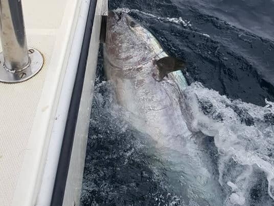 Man catches monster tuna worth almost €3 million and throws it back into sea