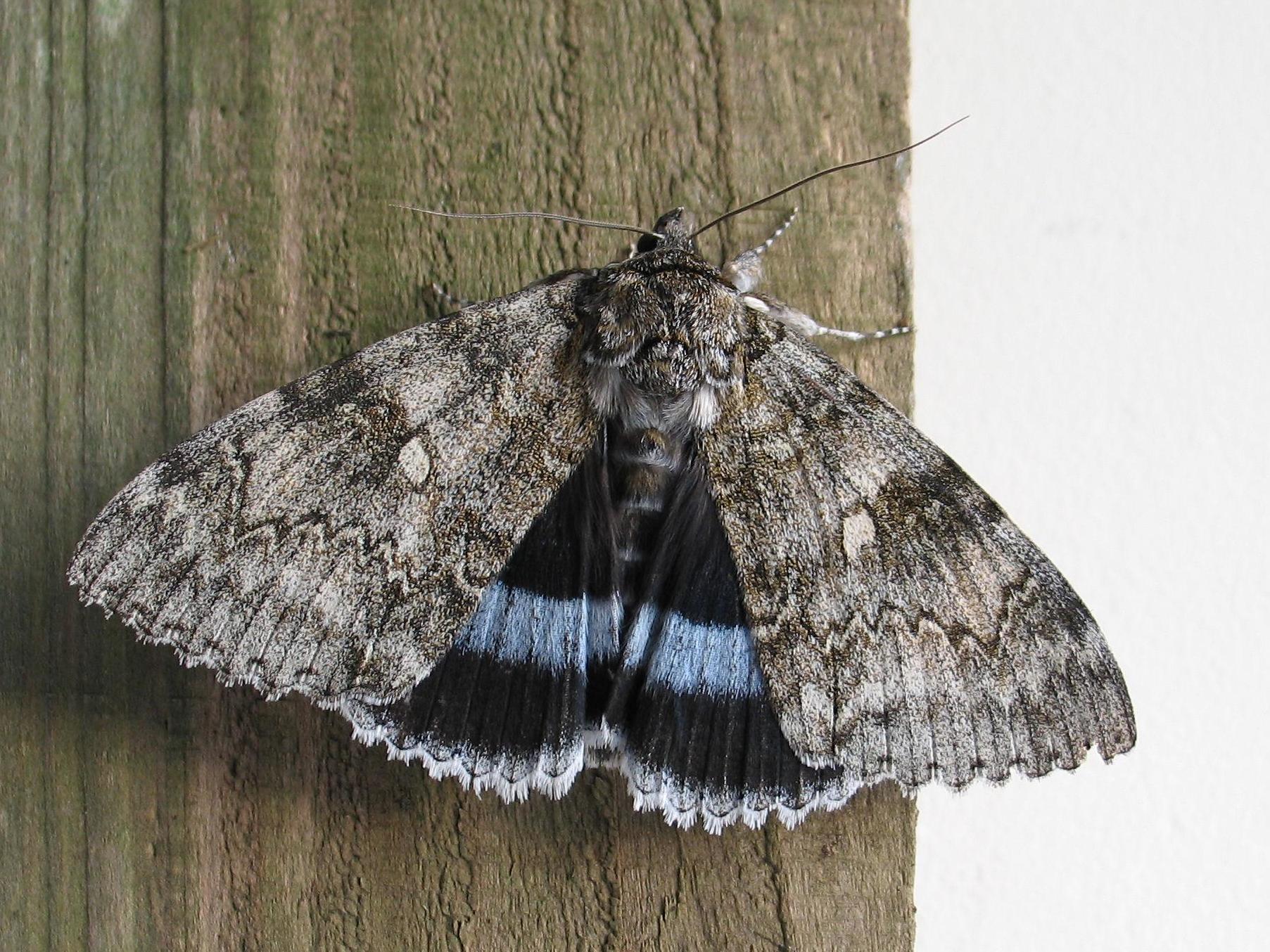 The Clifden nonpareil was believed to have become extinct in the 1960s and has long been regarded as a holy grail among moth enthusiasts