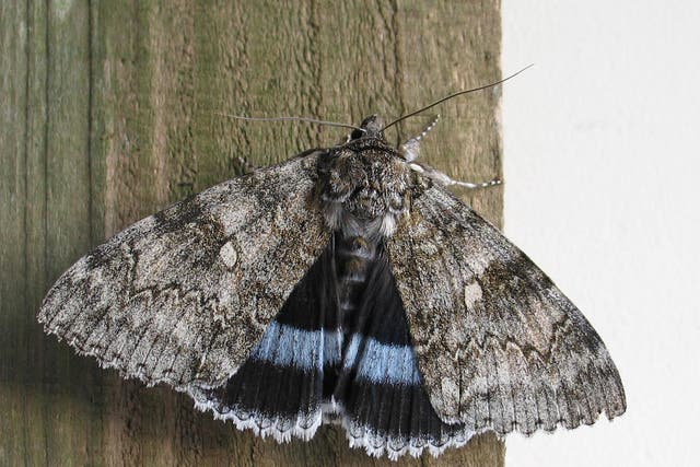 The Clifden nonpareil was believed to have become extinct in the 1960s and has long been regarded as a holy grail among moth enthusiasts