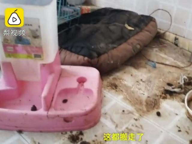 Social media influencer Lisa Li's landlady videoed the conditions of her flat in China where dog faeces, rubbish and old food were strewn across the floor. Ms Li later met and apologised to her landlady, and released a video of a public apology on her Weibo account.