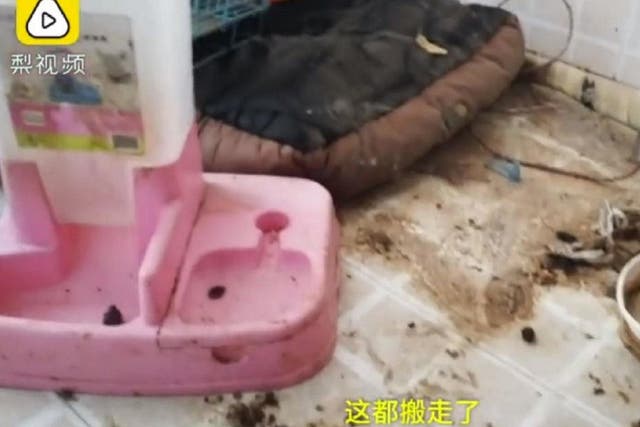 Social media influencer Lisa Li's landlady videoed the conditions of her flat in China where dog faeces, rubbish and old food were strewn across the floor. Ms Li later met and apologised to her landlady, and released a video of a public apology on her Weibo account.