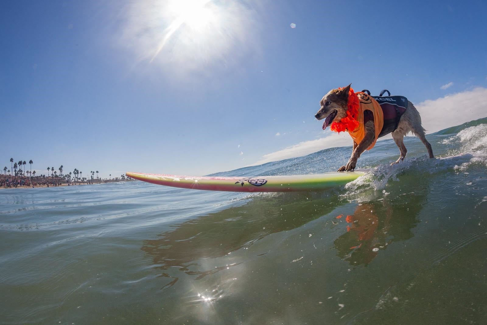 Skyler the surf dog takes to the waves