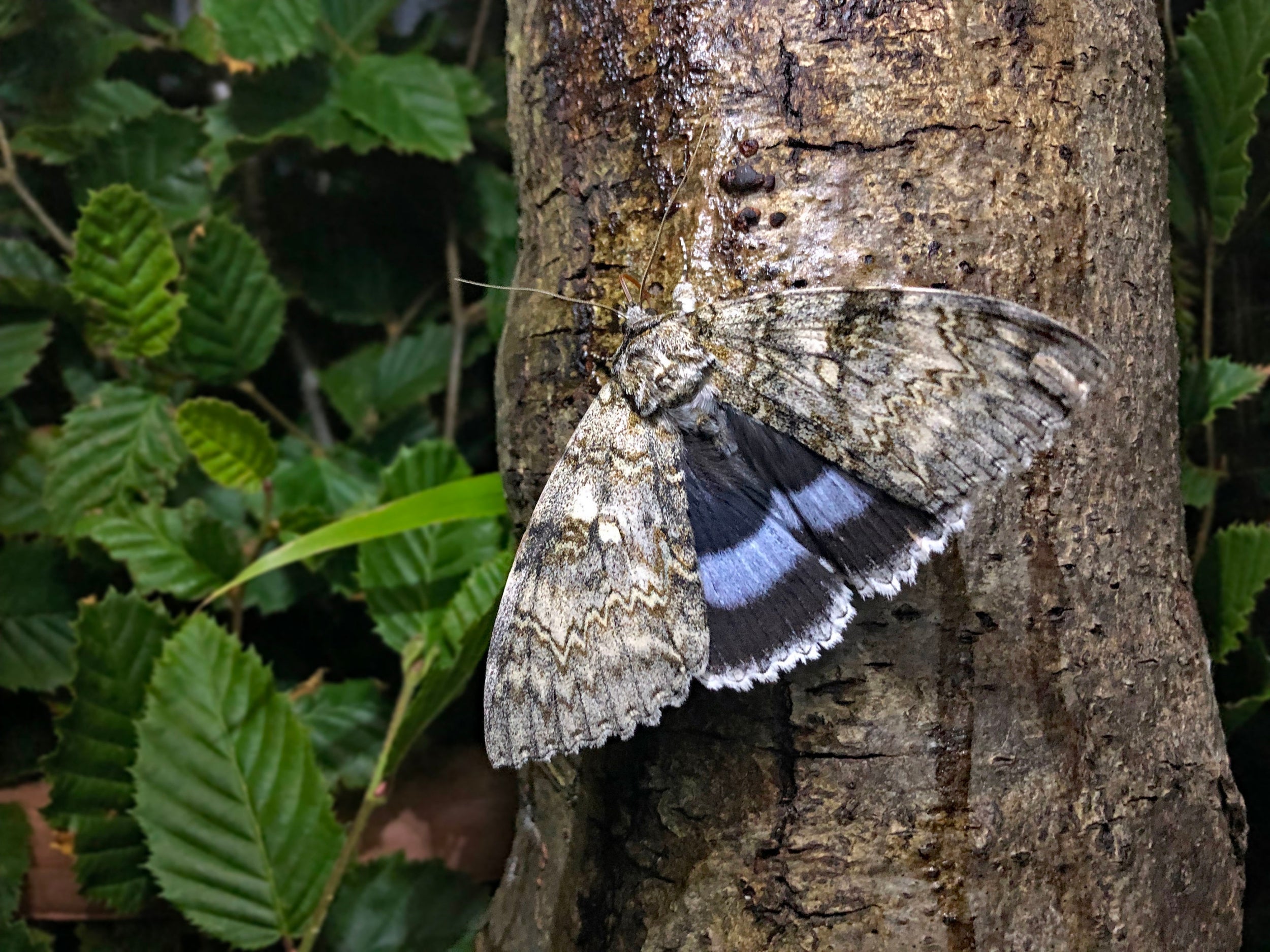 The Clifden Nonpareil, whose name means 'beyond compare', is one of the largest and most spectacular moths native to the UK but was believed to have become extinct in the 1960s