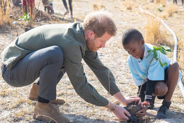 Prince Harry, Duke of Sussex, helps to plant trees at the Chobe Tree Reserve in Botswana