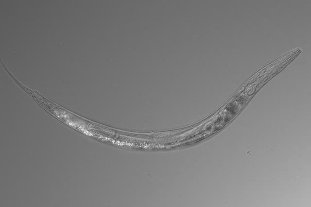 Nematodes are a 'truly trisexual' species, meaning they are male, female and hermaphrodite. Pictured is the new species