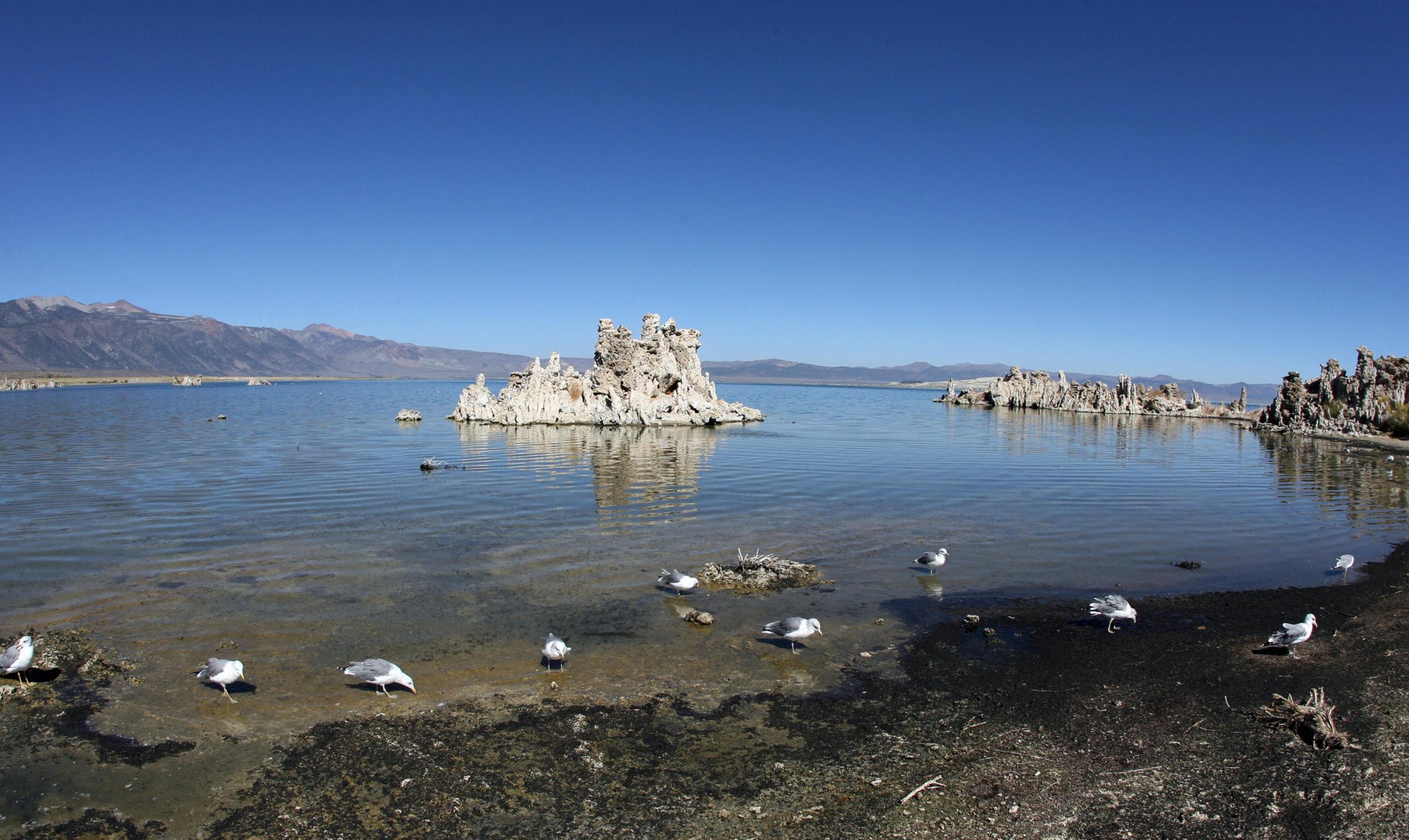 Mono Lake, located in the Eastern Sierras of California, is three times as salty as the ocean and has an alkaline pH of 10