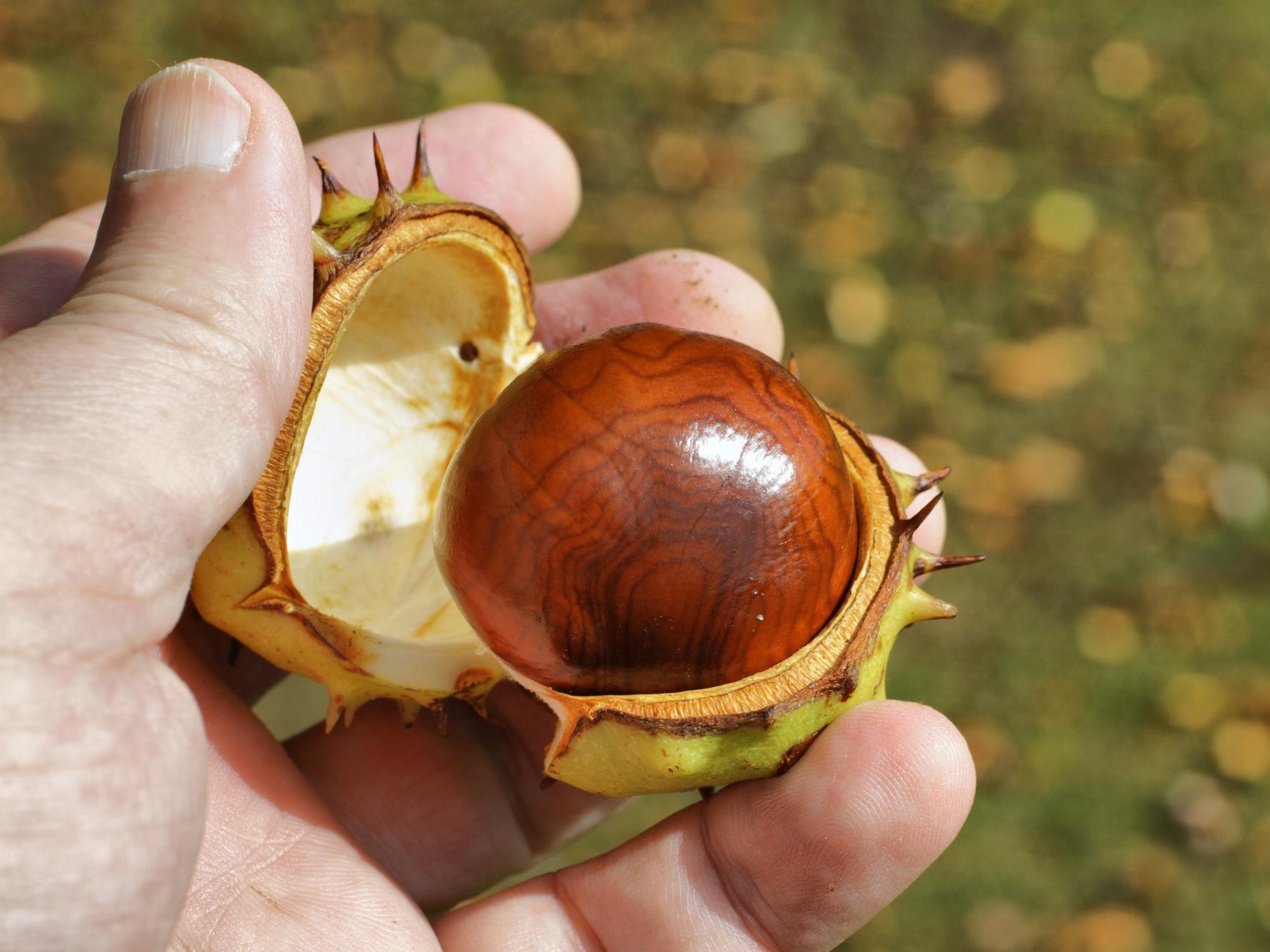 All-conquering: Soak them in water and conkers become a sustainable cleaning product
