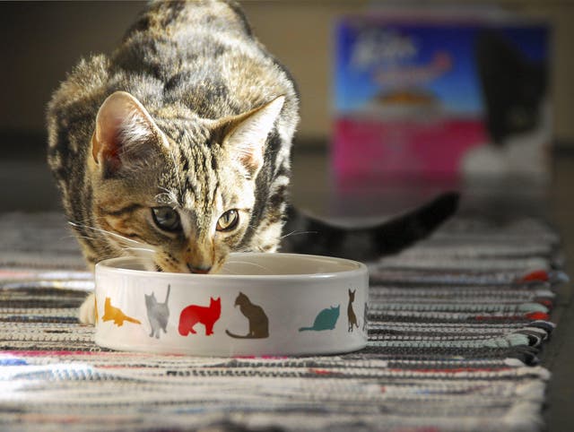 The truth about grains in pet food | The Independent | The Independent