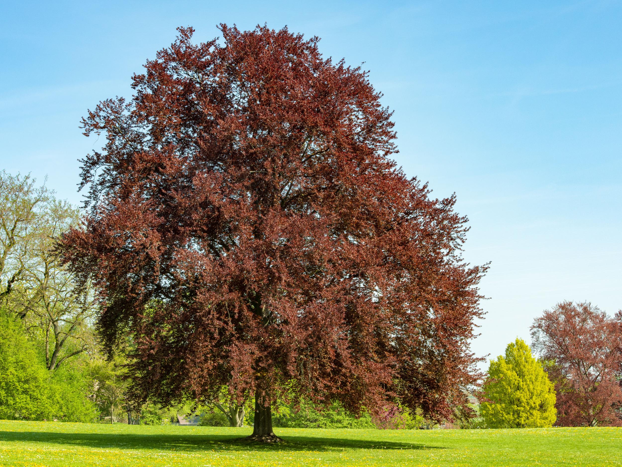 Will Gore noticed the beauty of the copper beech tree on his morning commute