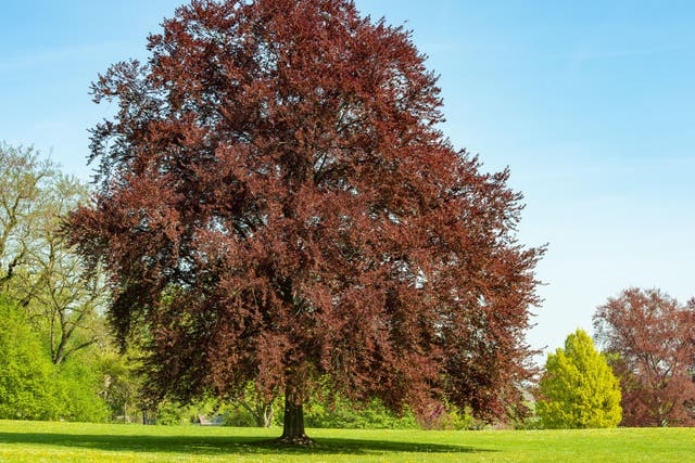 Will Gore noticed the beauty of the copper beech tree on his morning commute