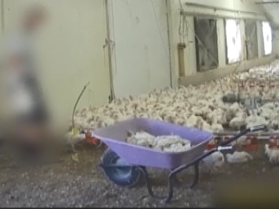 A worker was seen swinging birds by their necks at a farm where Nando's buys chicken