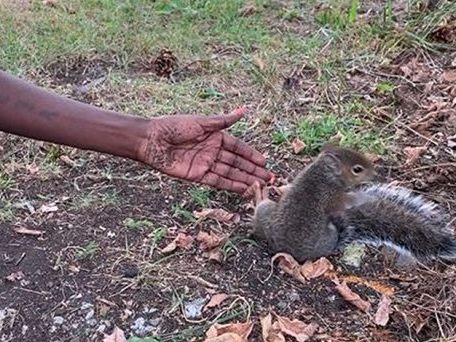Police officers have dubbed the woman the 'squirrel whisperer'