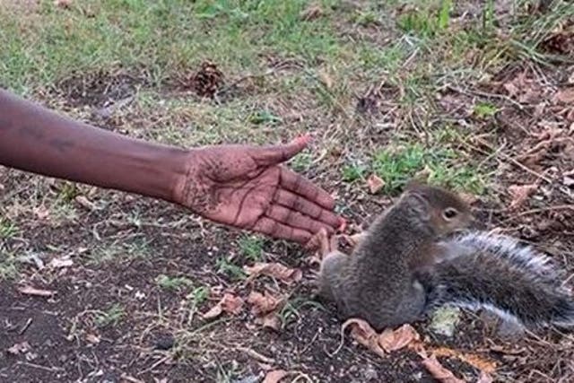 Police officers have dubbed the woman the 'squirrel whisperer'
