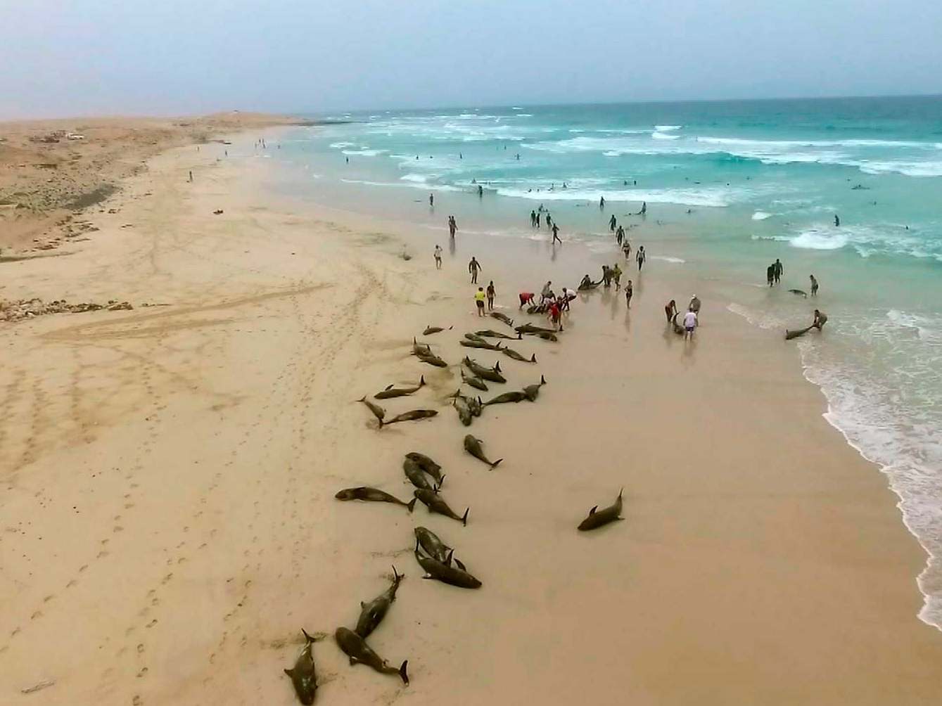 Authorities in the Cape Verde islands are waiting for experts from Spain to help discover why the dolphins washed ashore