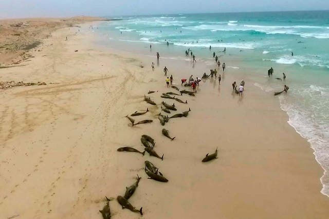 Authorities in the Cape Verde islands are waiting for experts from Spain to help discover why the dolphins washed ashore