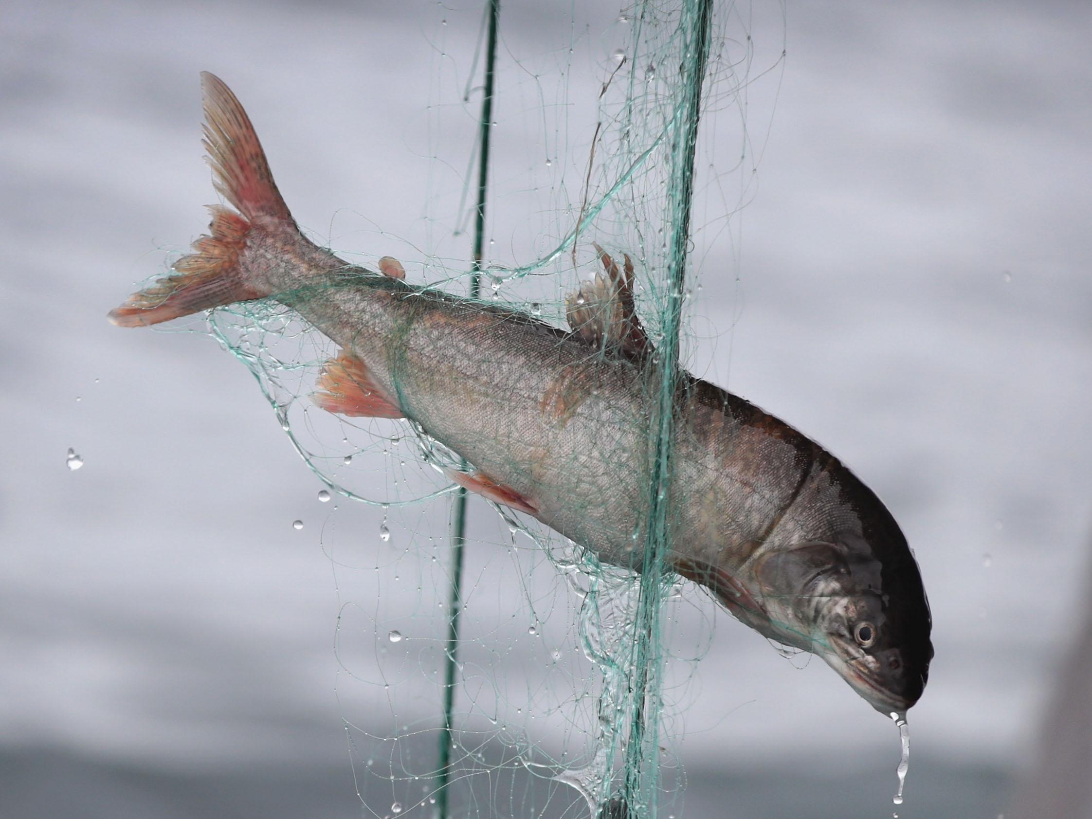 Do Fish Feel Pain?, Blog, Nature