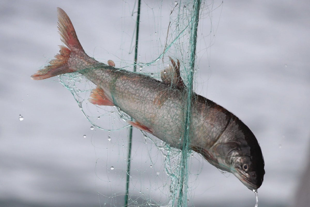 We can all be part of the solution to illegal fishing – and help save ...