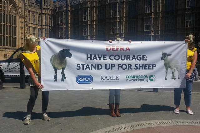 Opponents of live exports have lobbied the government for years to ban the trade
