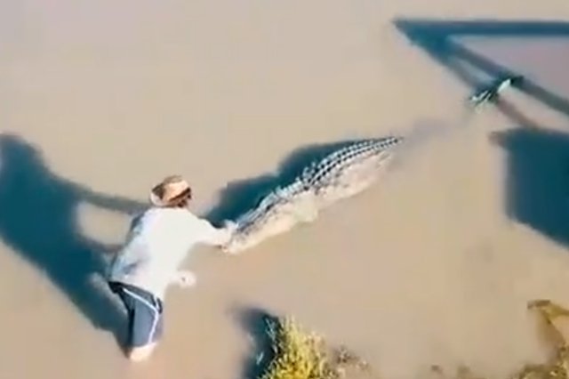 A 14-foot alligator called Big Tex (pictured) vanished in floods caused by Tropical Storm Imelda