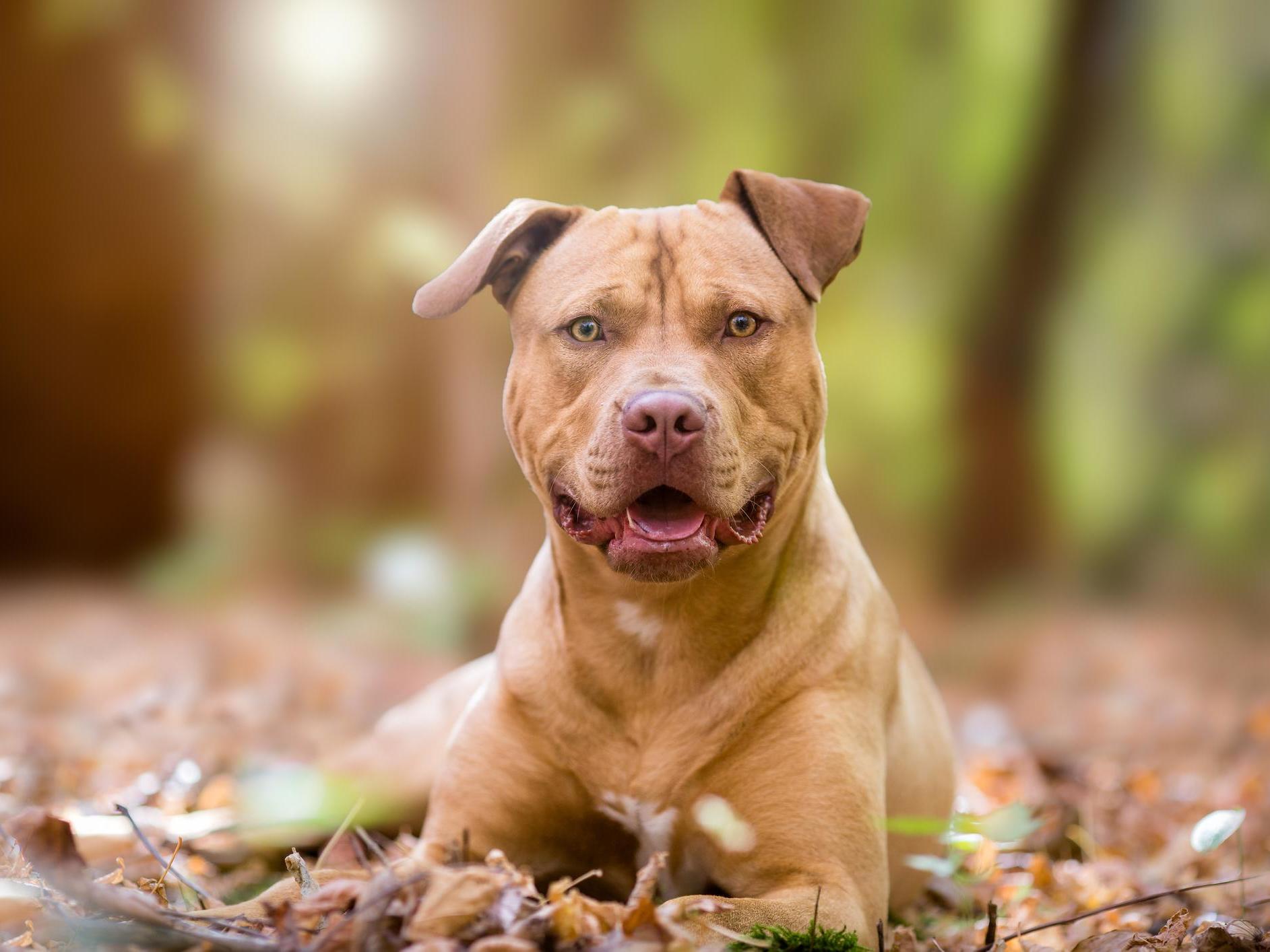 Pit bull dies from venomous bites after protecting owner's ...