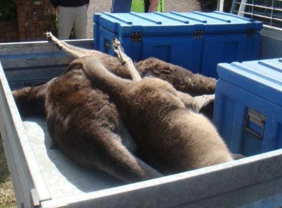 The kangaroos were found on Sunday morning