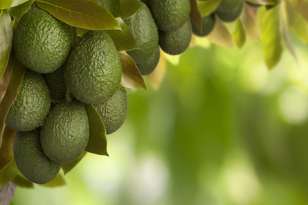 If you thought boomers bullying us about avocados was bad, Gen Z just ...