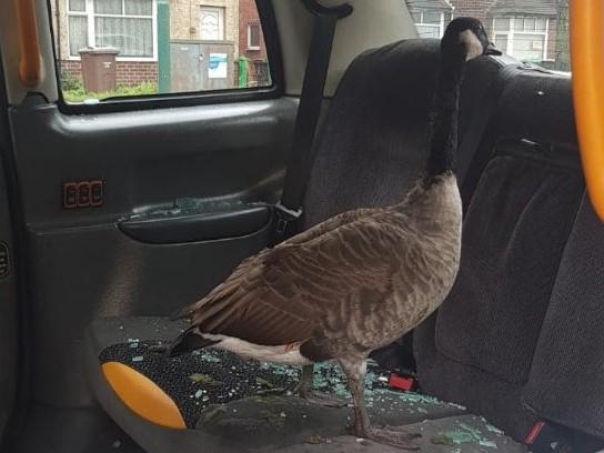 A goose sits in a taxi it has just flown into