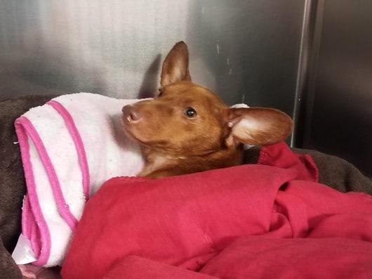 Police arrest mother and daughter for 'sawing off' dog's limbs