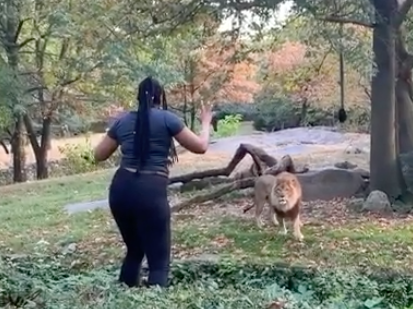 The woman waved both hands at the lion and also danced during her time in the enclosure