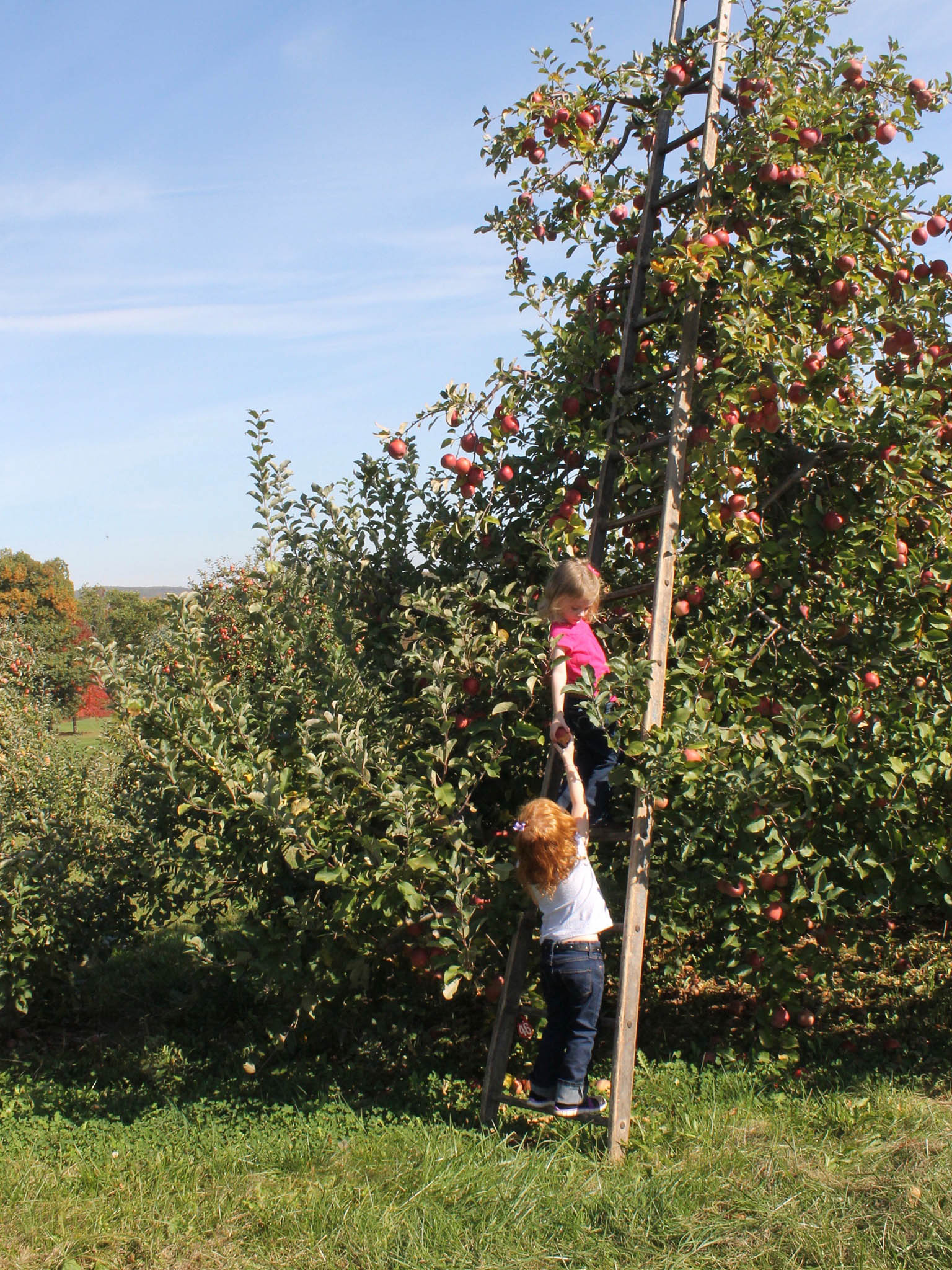 Most of the apple varities in the UK are harvested in October