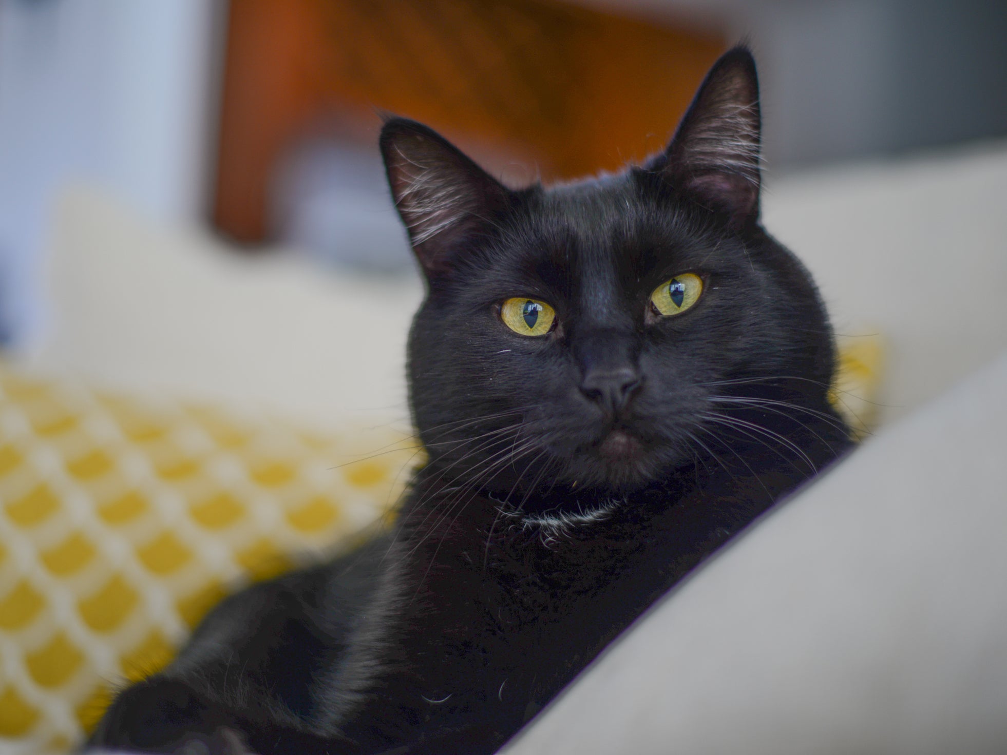 File photo of a black cat