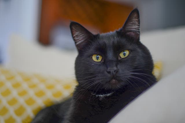 File photo of a black cat