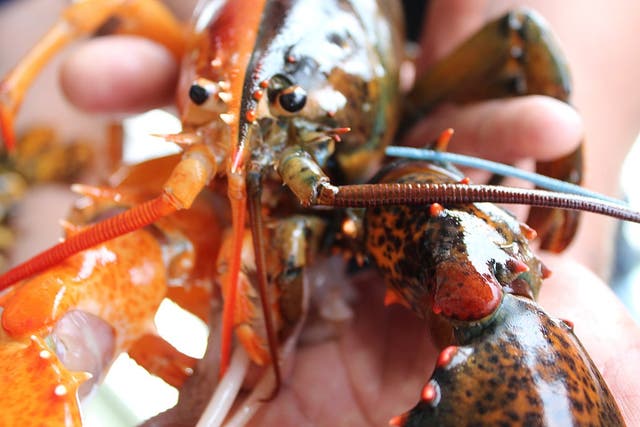 Be careful not to come away with that lobster you never intended to buy