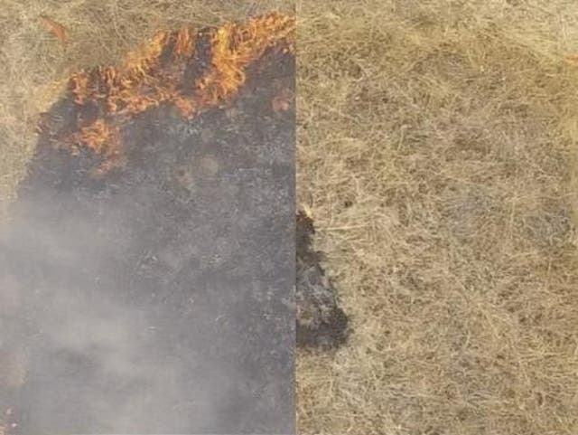 By stopping fires from starting, treatments could be more effective and less expensive than current options. Pictured is  untreated (left) and treated (right) plots shortly after fire ignition