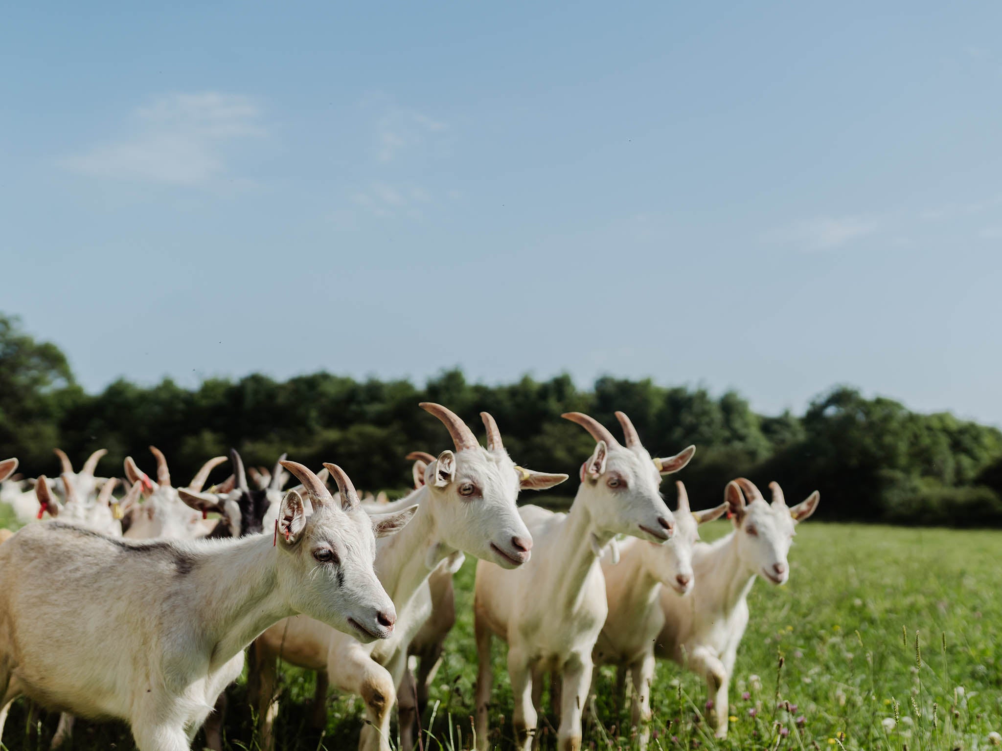 The goats at Long Meadow farm in Worcestershire spend their whole lives outside