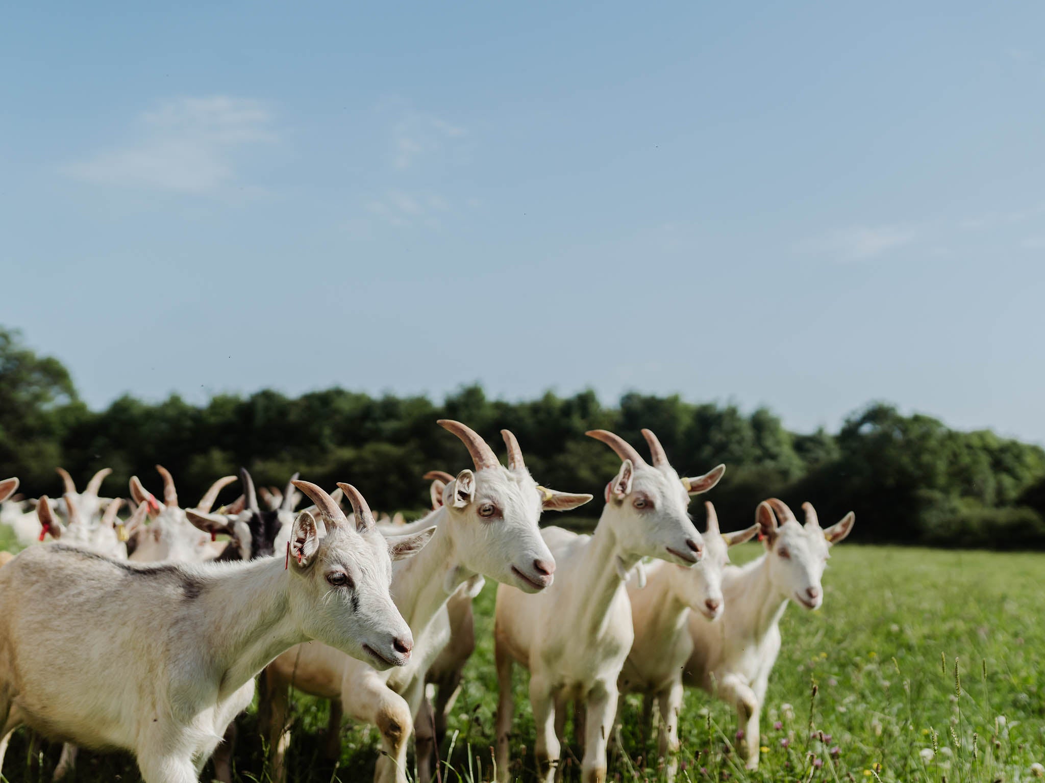 We need to be eating kid meat, but what's the right way for it to be farmed?, The Independent