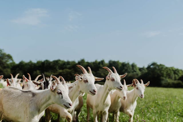 The goats at Long Meadow farm in Worcestershire spend their whole lives outside