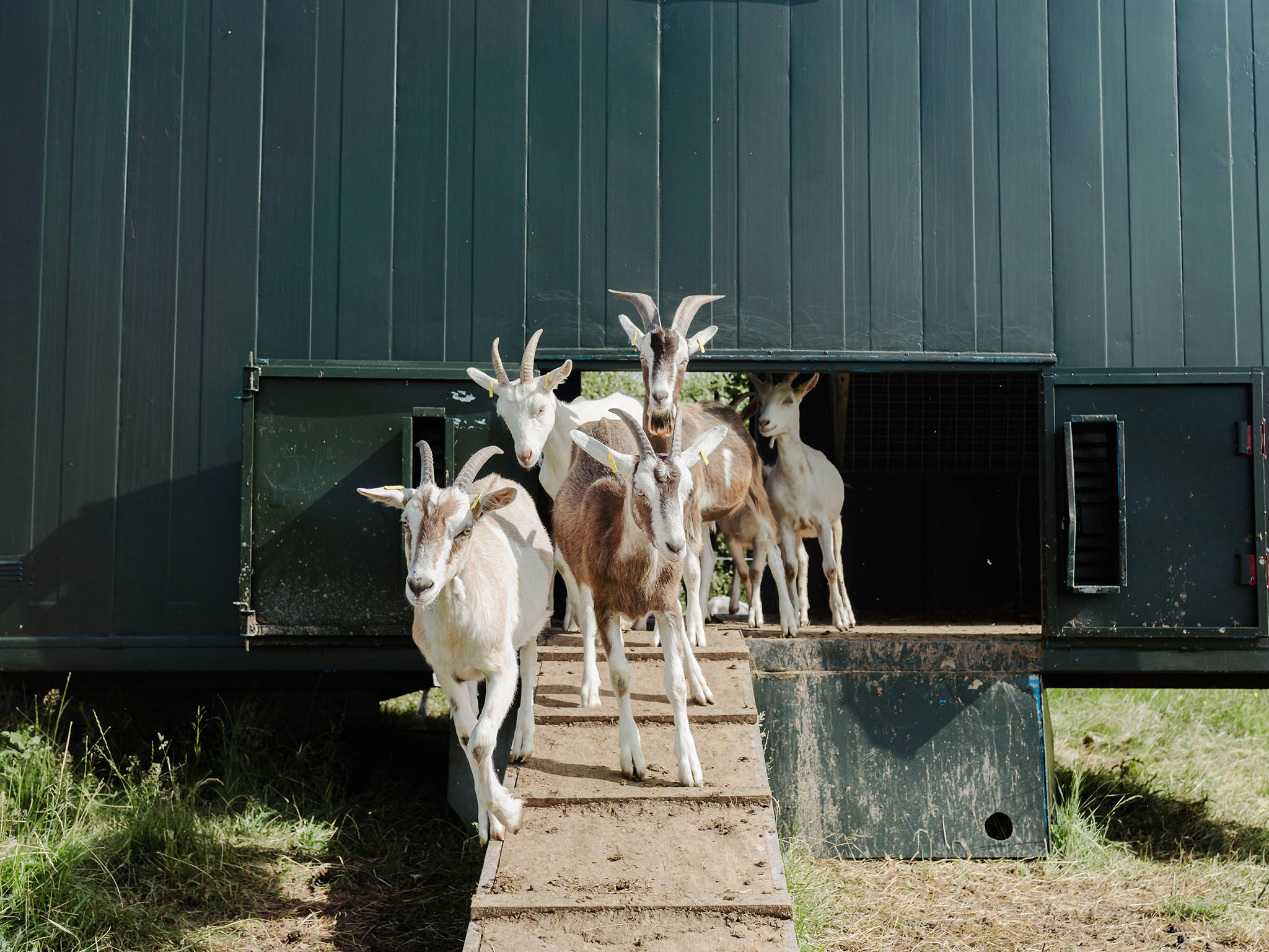 Goats reared for meat have the option to go outside or stay inside at Long Meadow Goats farm