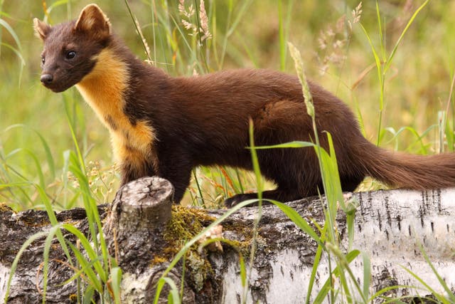 The future is looking bright for pine martens which are being brought back to their former strongholds in the UK where it is hoped they will reduce numbers of grey squirrels and protect ancient woodlands
