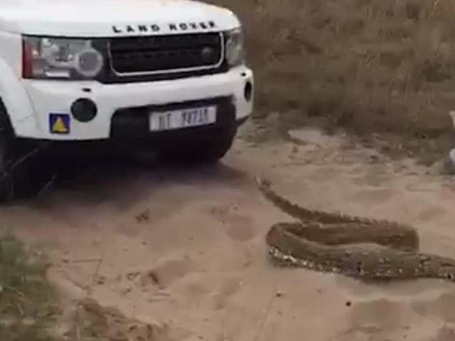 The South African Rock Python slithered towards the Landrover after hiding beneath a boat at the front of the convoy