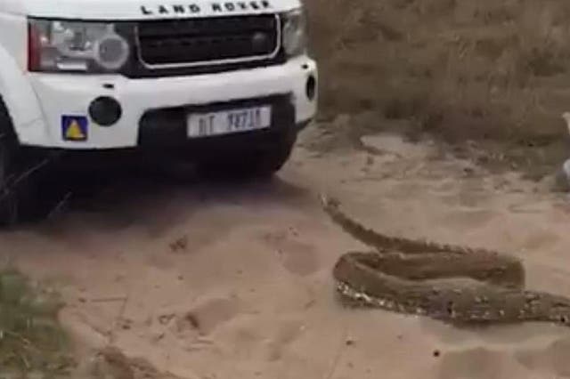The South African Rock Python slithered towards the Landrover after hiding beneath a boat at the front of the convoy
